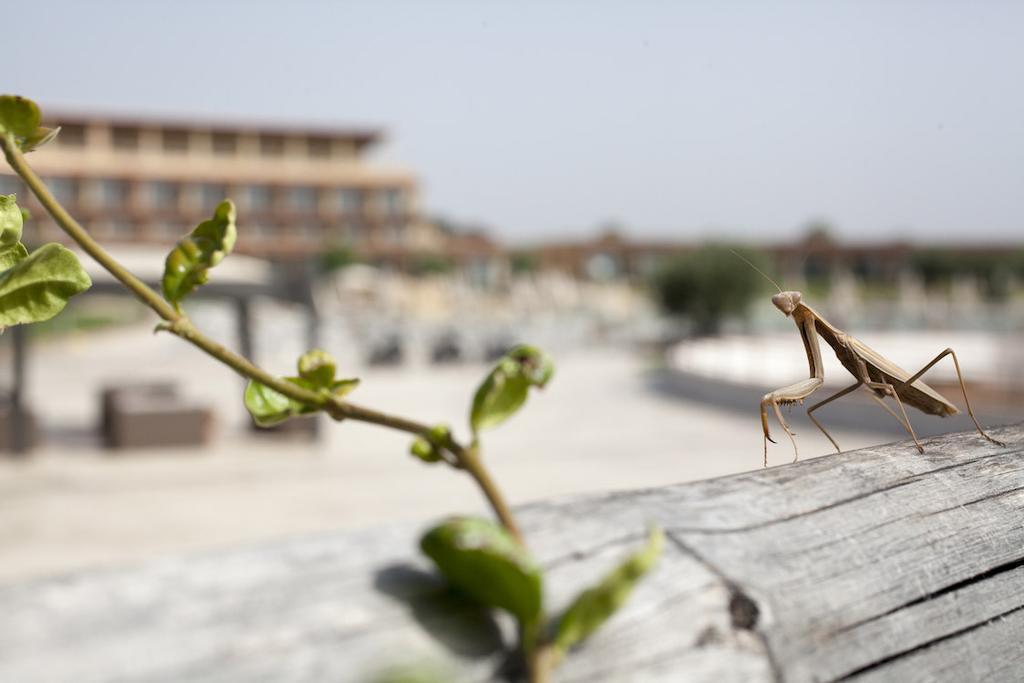 Eco Resort Dei Siriti Nova Siri Zewnętrze zdjęcie